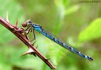 Enallagma cyathigerum dai colori dominanti blu