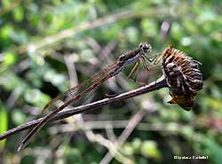 Sympecma fusca - femmina