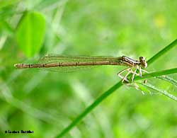 Platycnemis pennipes - femmina