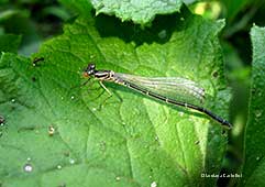 Coenagrion puella – femmina 