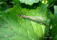 Coenagrion puella – femmina 