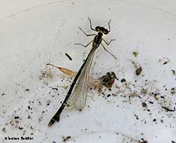 Coenagrion puella – femmina