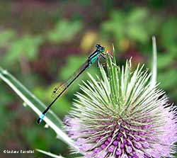 Ischnura elegans maschio