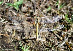 Sympetrum fonscolombii - femmina