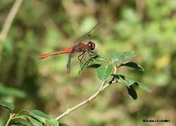 Sympetrum sanguineum