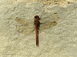 Libellula rossa - Sympetrum striolatum maschio