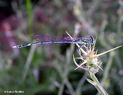 Libellula celestina Platycnemis pennipes maschio