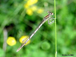 Platycnemis pennipes - femmina