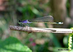 Ischnura elegans (f. violacea) femmina