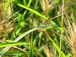 Platycnemis pennipes - femmina