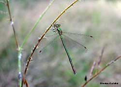 Lestes virens - femmina