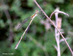 Lestes virens - femmina