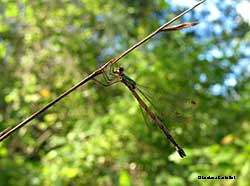 Lestes virens - femmina