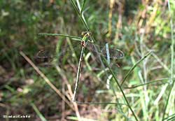 Lestes  barbarus - femmina