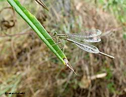 Platycnemis pennipes - femmina