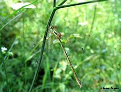 Lestes barbarus - femmina