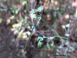 Lestes  barbarus - maschio