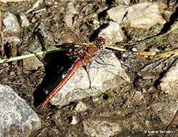 Sympetrum striolatum - maschio su un sasso