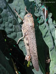 Anacridium aegyptium su cavolo nero