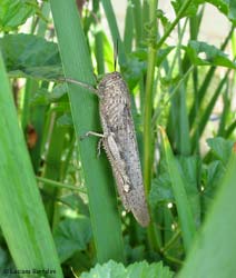 Anacridium aegyptium