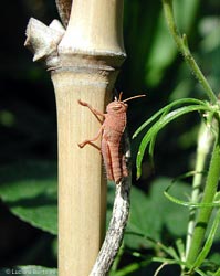 giovane di Anacridium aegyptium