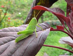 neanide Anacridium aegyptium verde