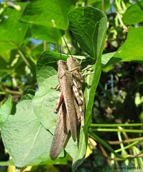 coppia di Anacridium aegyptium in accoppiamento