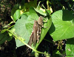 coppia di Anacridium aegyptium in accoppiamento