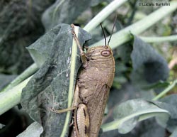 Anacridium aegyptium su una foglia di cavolo nero
