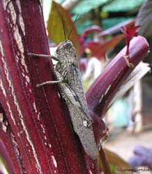 Anacridium aegyptium