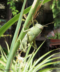 Neanide Anacridium aegyptium