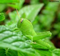 giovane di Anacridium aegyptium