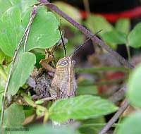 giovane di Anacridium aegyptium che si nasconde