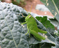 Neanide Anacridium aegyptium