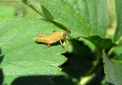 neanide Anacridium aegyptium 