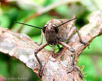 Locusta Anacridium aegyptium