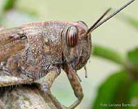 Locusta Anacridium aegyptium Locusta Anacridium aegyptium