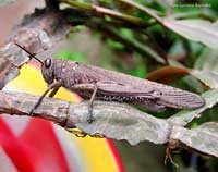 Locusta Anacridium aegyptium