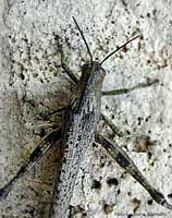Locusta Anacridium aegyptium