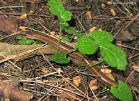 l'orbettino - Anguis fragilis