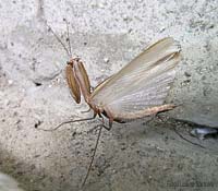 Mantide religiosa