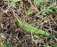 Acrida Ungarica di colore verde