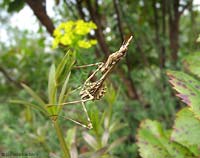 Mantide Empusa pennata chiara