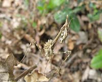 Mantide Empusa pennata