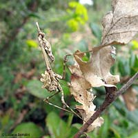 Empusa pennata in posizione mimetica