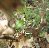 Empusa pennata immobile in preghiera