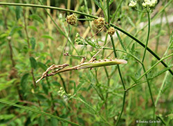 Empusa pennata appesa ad un filo di erba