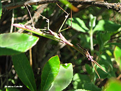 Empusa pennata