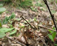 Empusa pennata