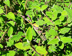 Empusa pennata